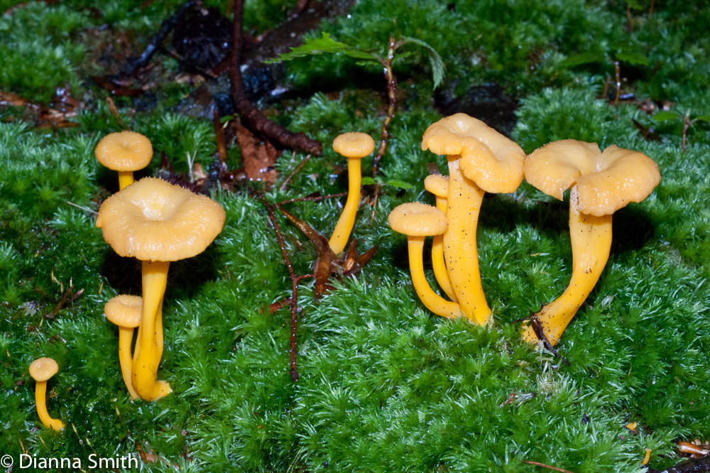 Craterellus lutescens (Craterellus xanthopus)01928