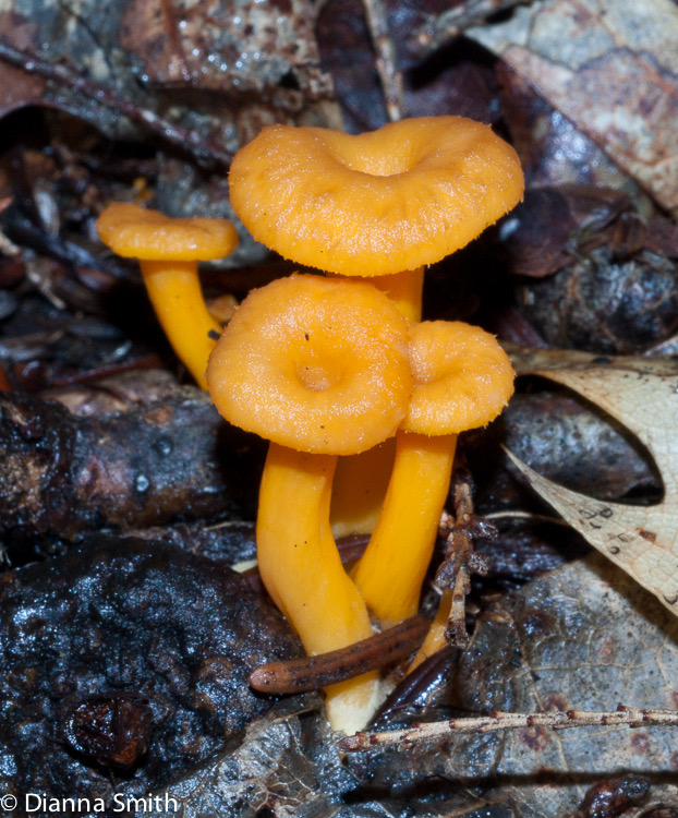 Craterellus lutescens (Craterellus xanthopus)02565