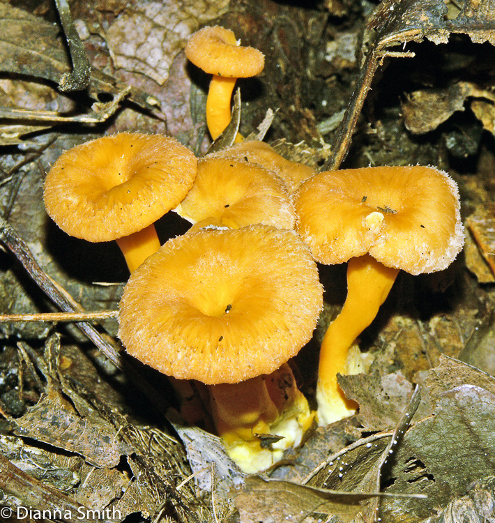 Craterellus lutescens (Craterellus xanthopus)3909