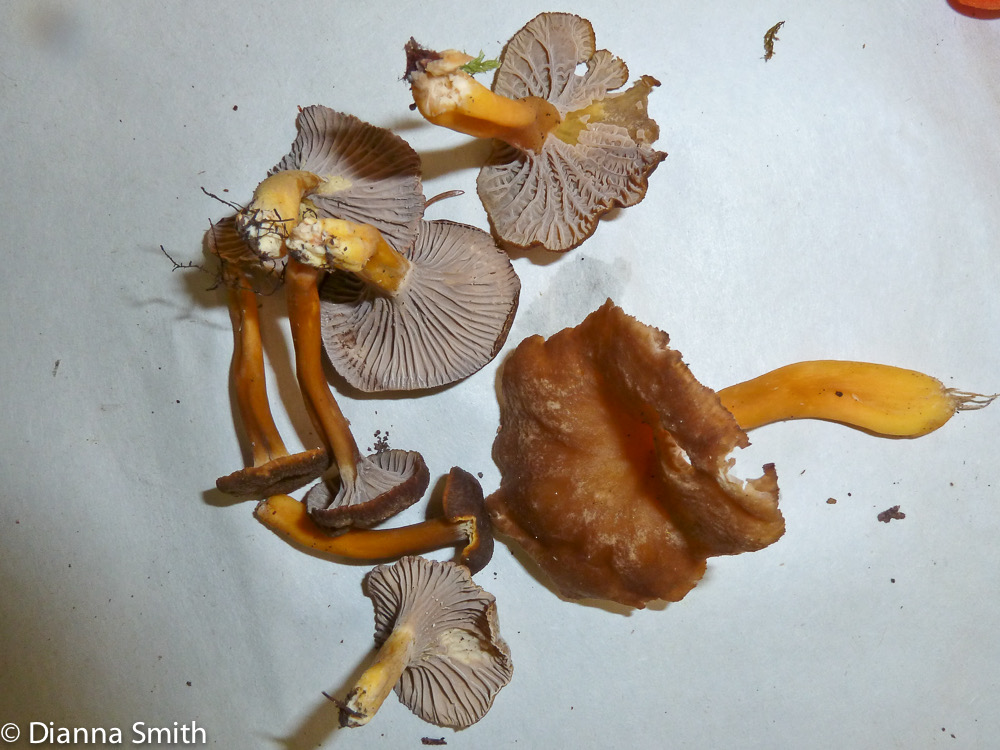 Craterellus tubaeformis1020279