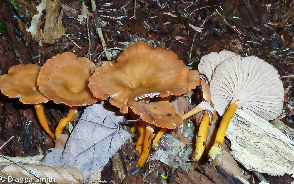 Craterellus ignicolor 1010182