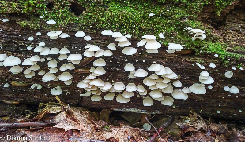 Crepidotus applanatus 07723