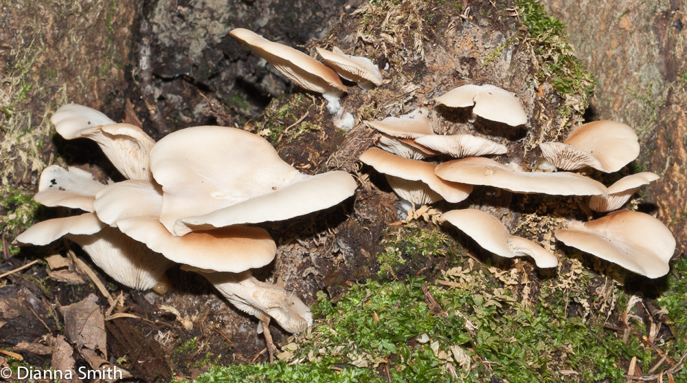 Crepidotus applanatus02532
