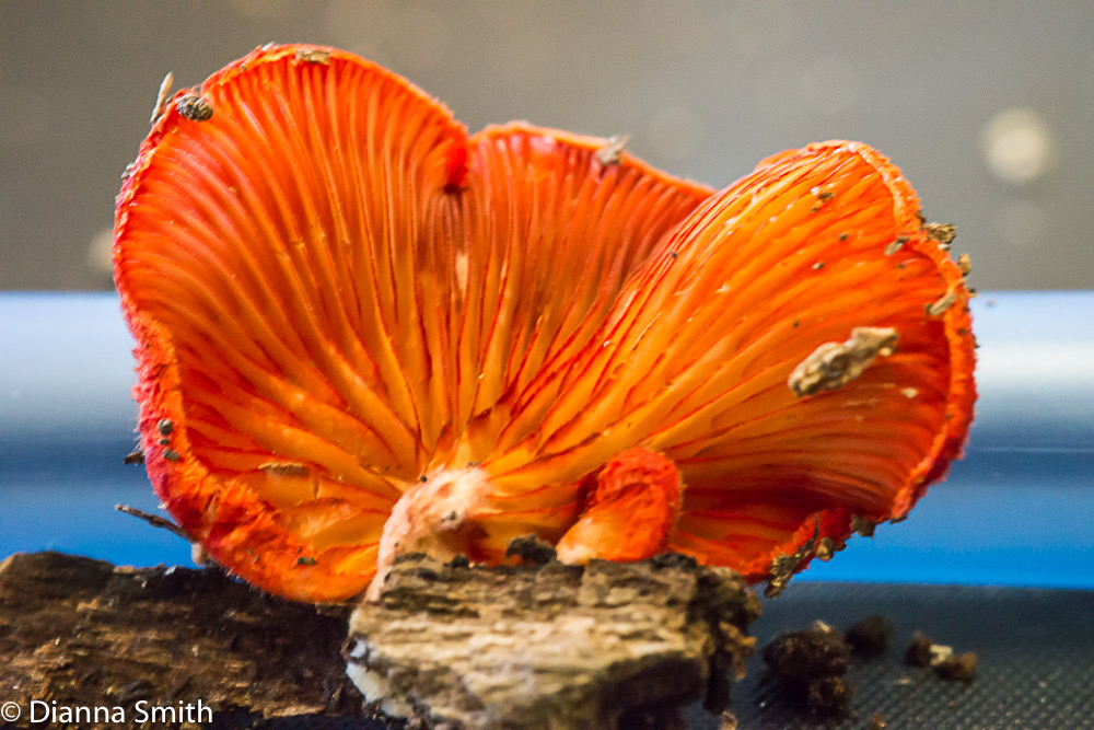Crepidotus cinnabarinus 01620