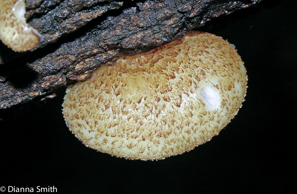 Crepidotus mollis4435