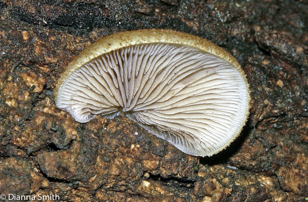Crepidotus mollis4438