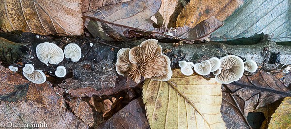 Crepidotus stipitatus 1994