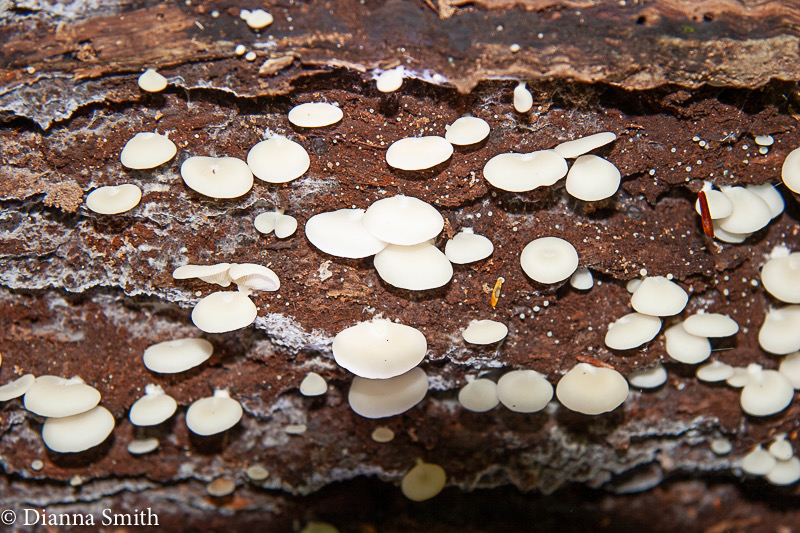Crepidotus stiptatus 5727