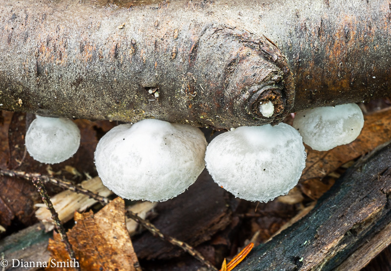 Crepidotus vulgaris 05130