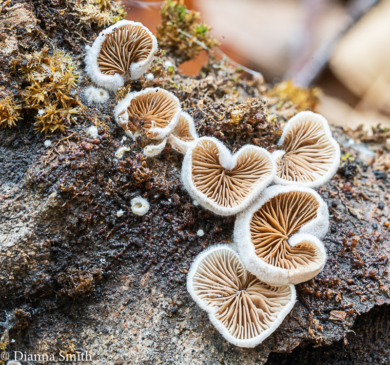 Crepidotus vulgaris 06363