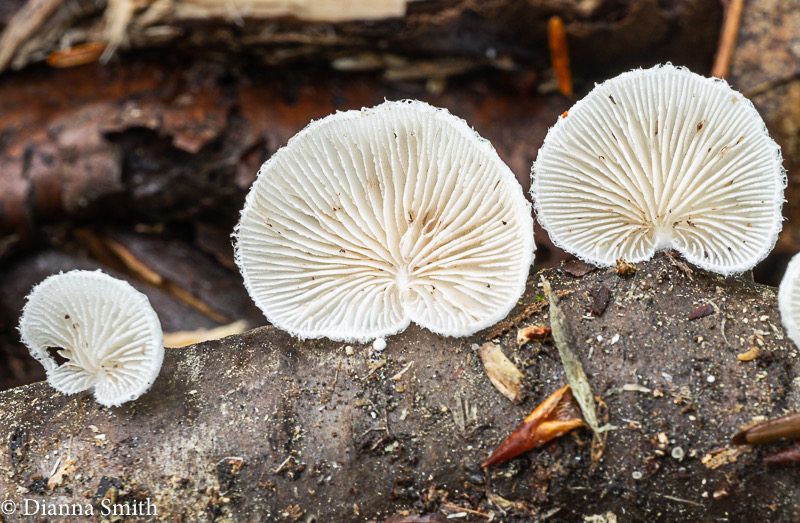 Crepidotus vulgaris05128
