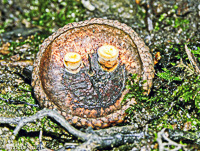 Crucibulum laeve happy face2023ed