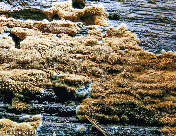 Botryobasidium aereum 2071