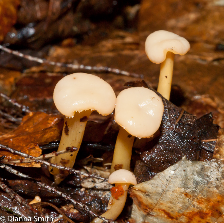 Cudonia lutea 02086