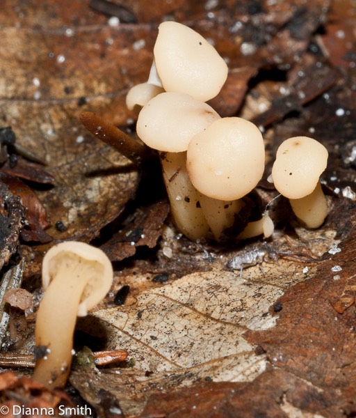 Cudonia lutea02712