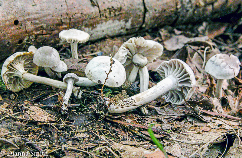 Cuphophyllus lacmus 7550
