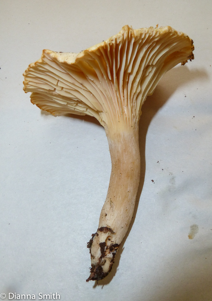 Cuphophyllus pratensis (Camarophyllus  pratensis, Hygrocybe pratensis)1020284