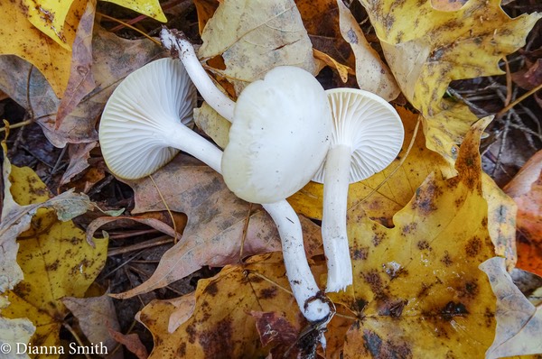 Cuphophyllus virgineus 05512
