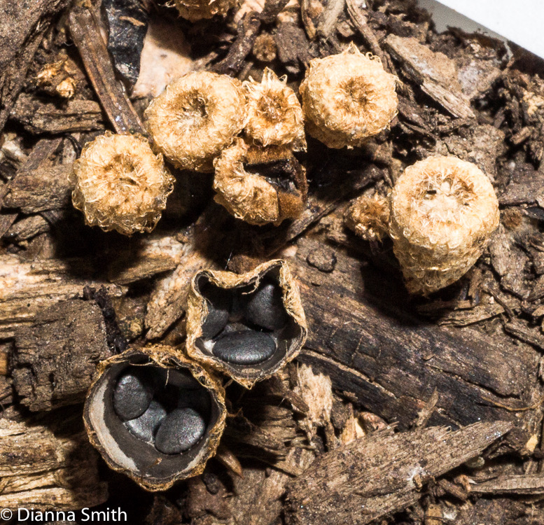 Cyathus steccoreus01506