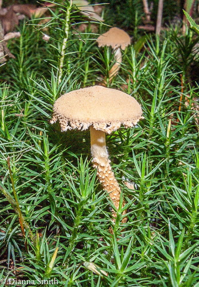 Cystoderma granulosum lacks a ring0337