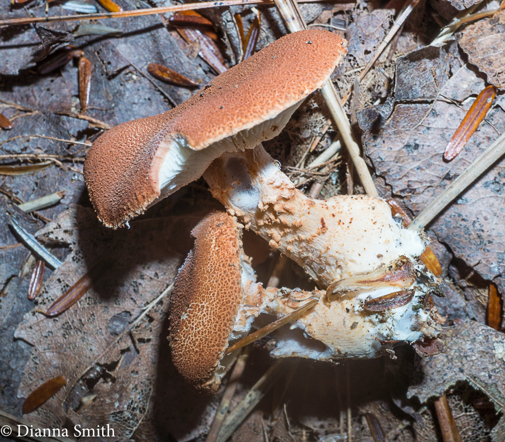 Cystodermella cinnabarinum 07271