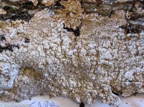 Cystostereum murrayi_2519