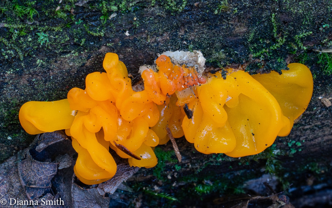 Dacrymyces  chrysospermus  02557