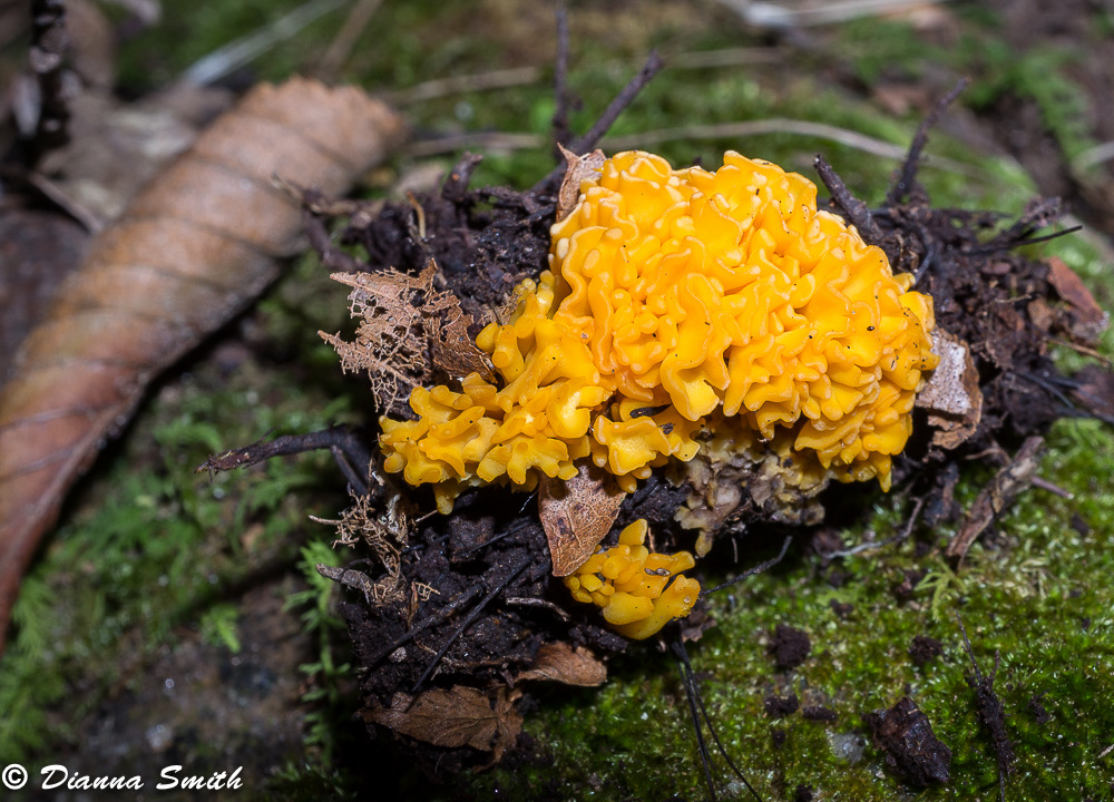 Dacrymyces aurantia 02826