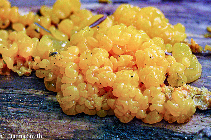 Dacrymyces chrysospermus (Dacrymyces palmatus) 8002