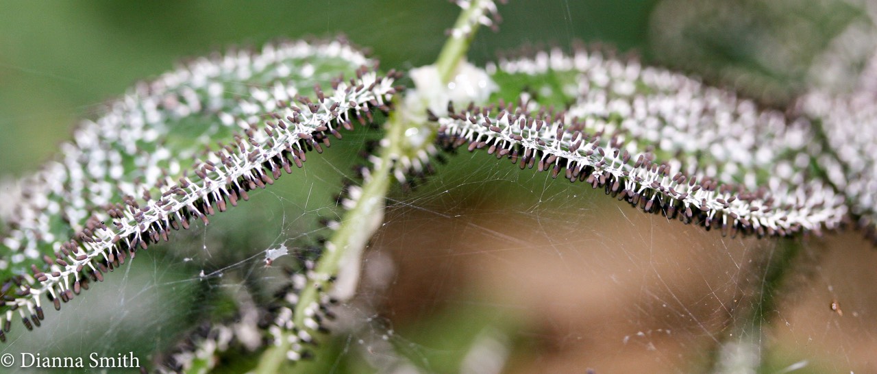 Diachea leucopodia9908