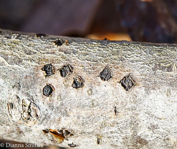 Diatrype virescens  00096