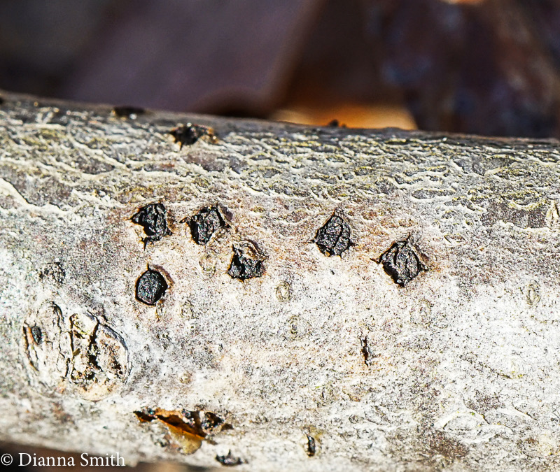 Diatrype virescens  00096