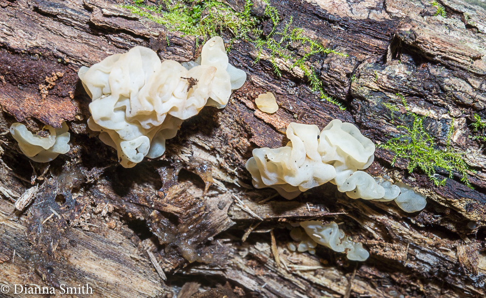 Ductifera pululahuana 07671