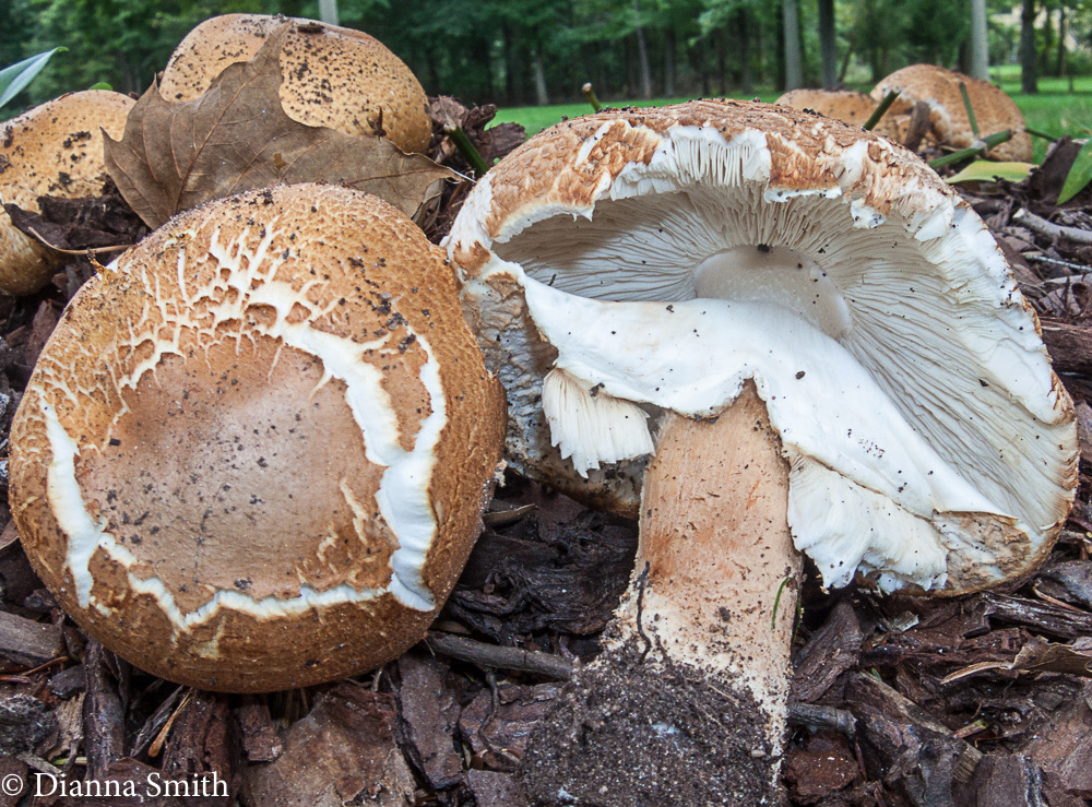 Echinoderma aperum  (Lepiota aspera) 5579