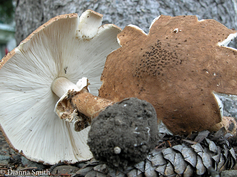 Echinoderma asperum (Lepiota aspera) 1088