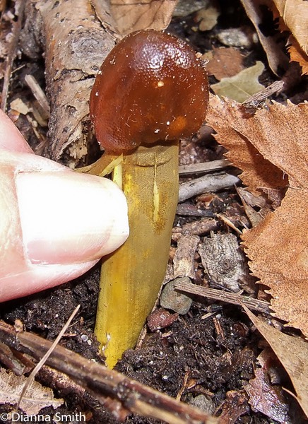 Elaphocordyceps capitata7815