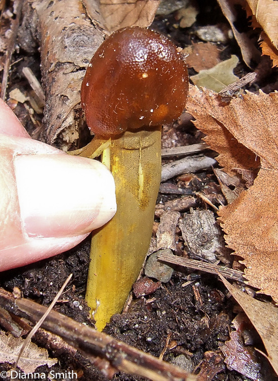 Elaphocordyceps capitata7815