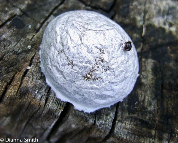 Enteridium lycoperdon1154