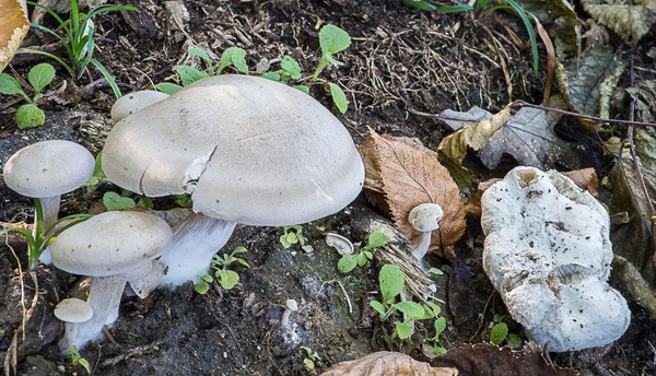 Entoloma abortivum01896