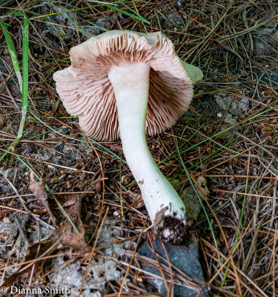 Entoloma bicolor