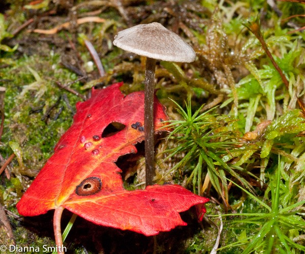 Entoloma conicum (Nolanea conica)01620