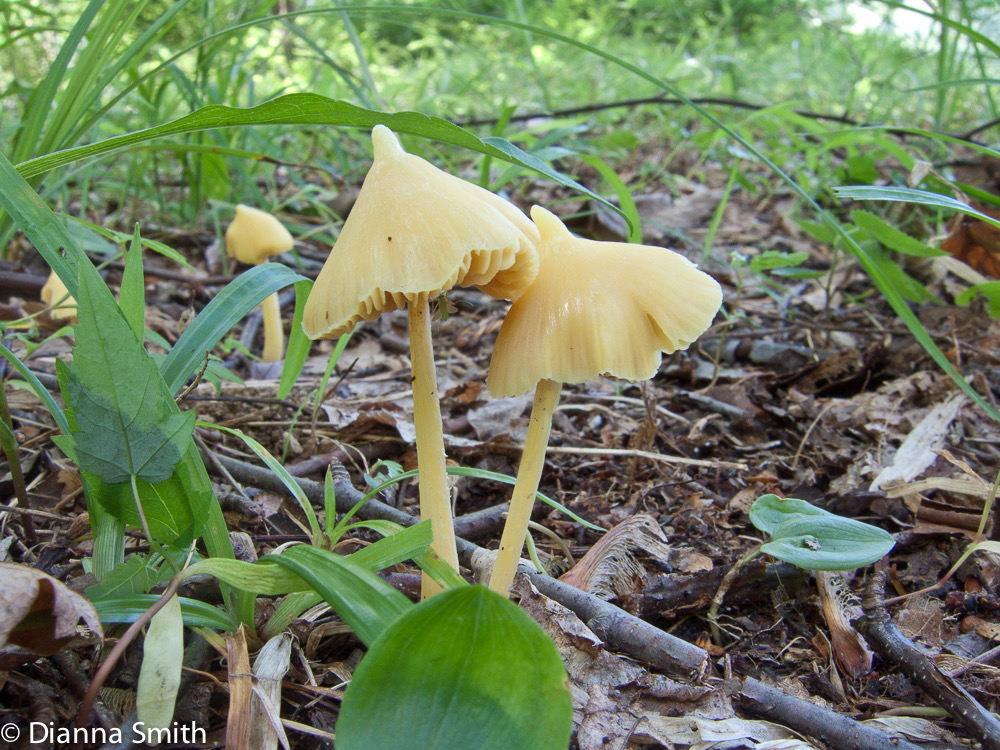 Inocephalus murrayi (Entoloma murraii, Nolanea murrayi) 2774