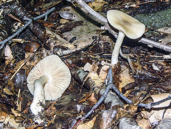 Entoloma rhodopolium 2116