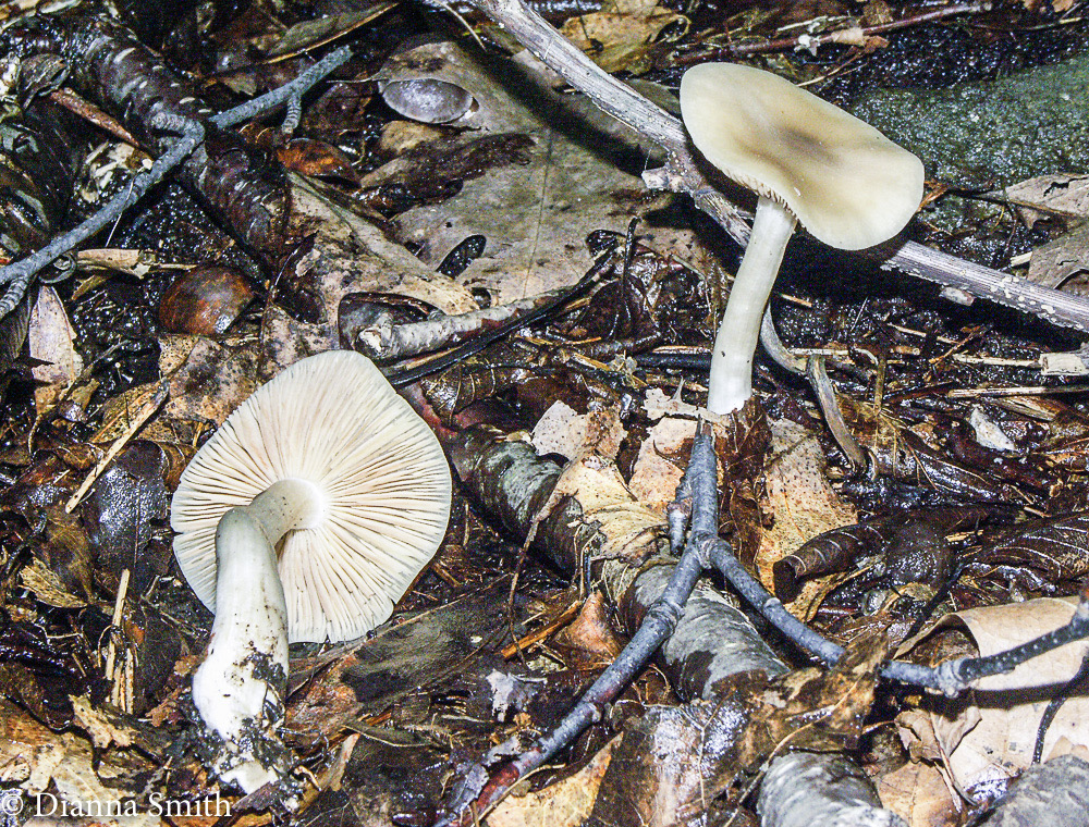 Entoloma rhodopolium 2116