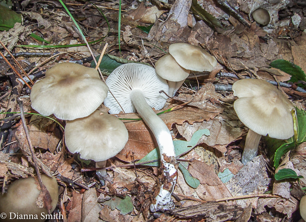 Entoloma rhodopolium09090069