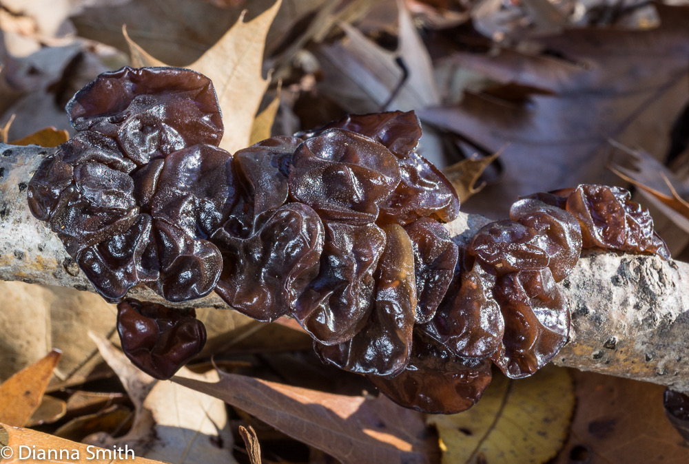 Exidia glandulosa 06347