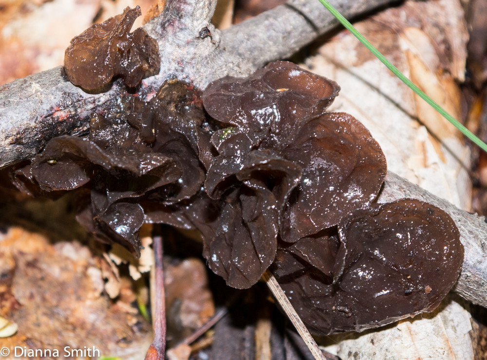 Exidia glandulosa 1000089