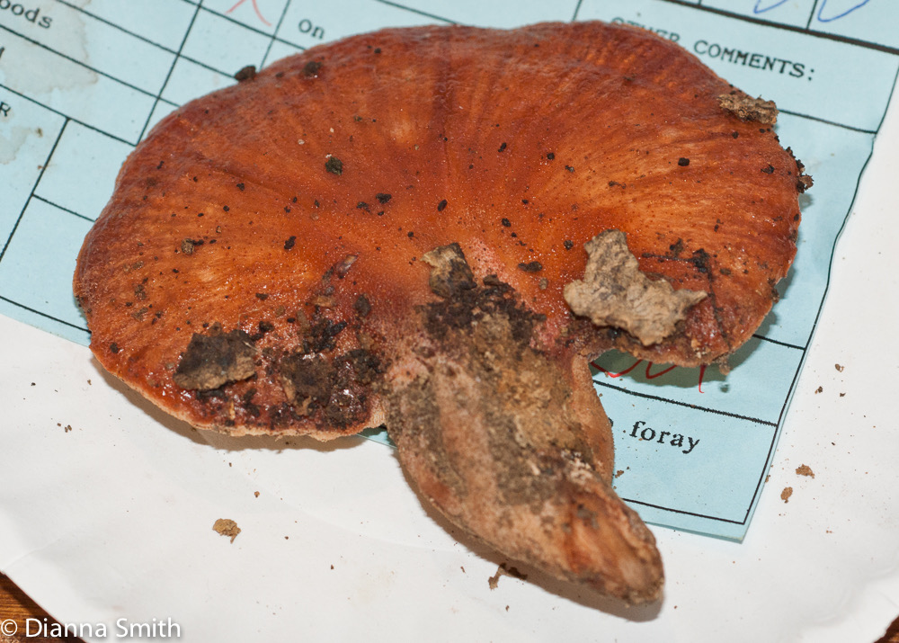 Fistulina hepatica01301