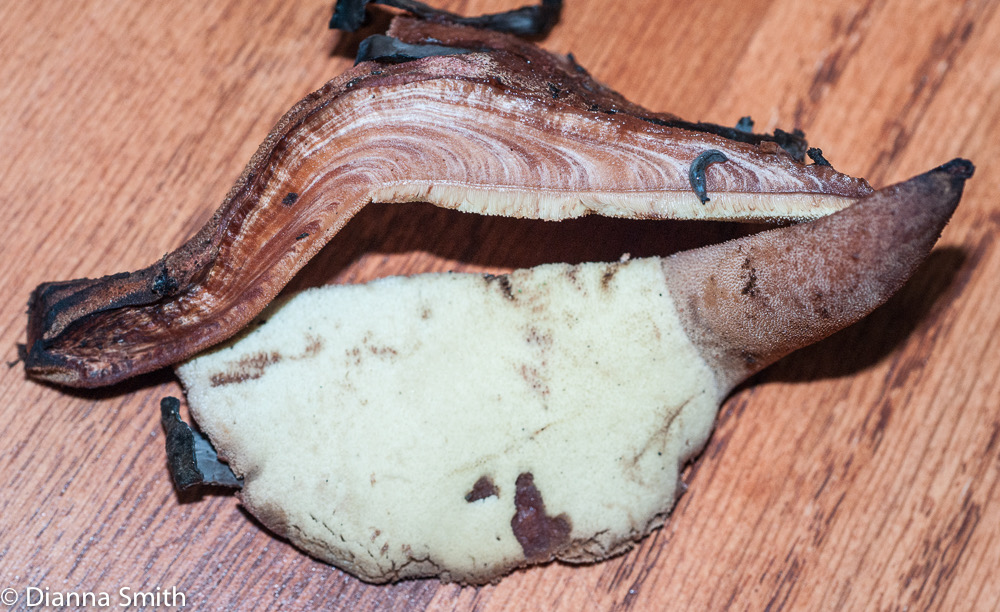 Fistulina hepatica05680