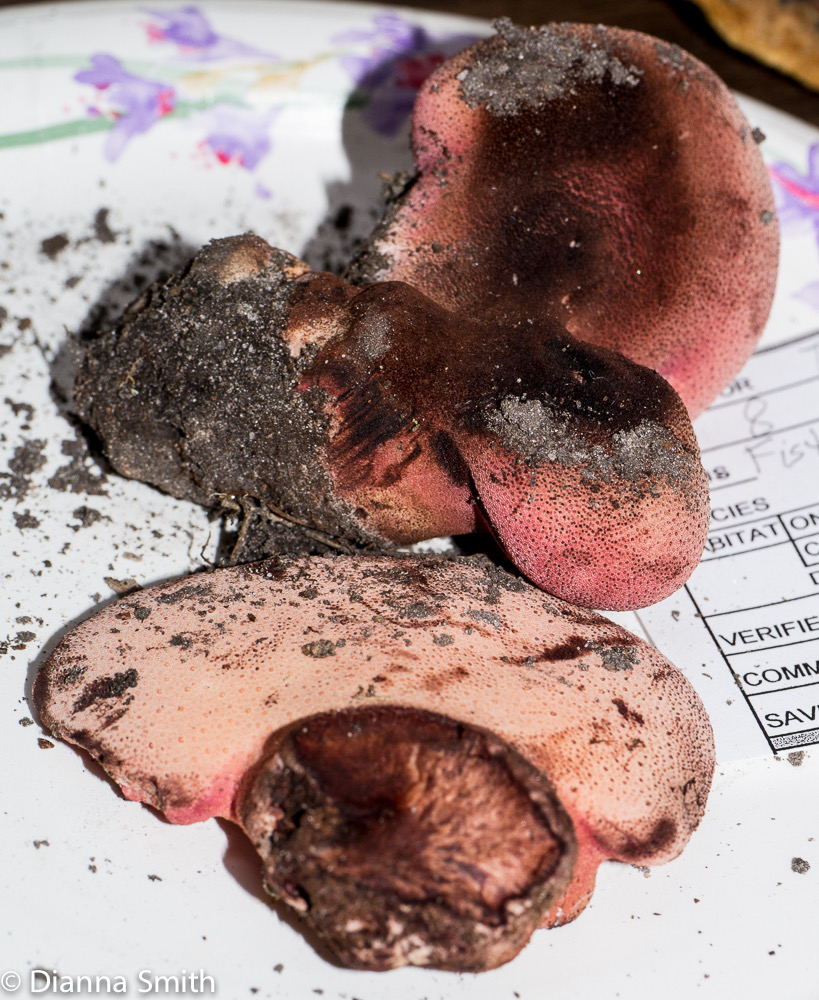 Fistulina hepatica1020180 copy